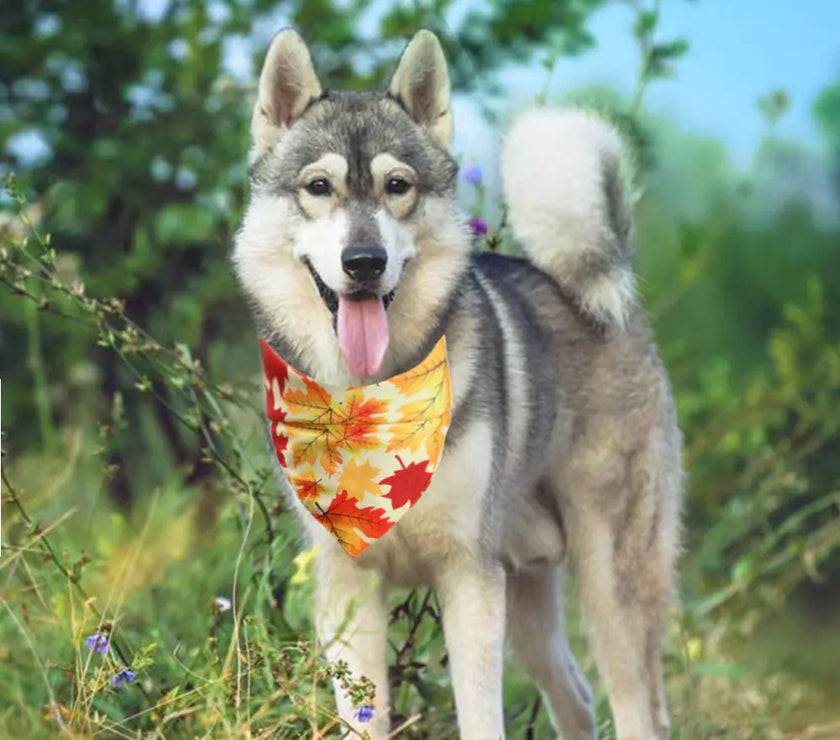 Festive Furry Friend Bandana