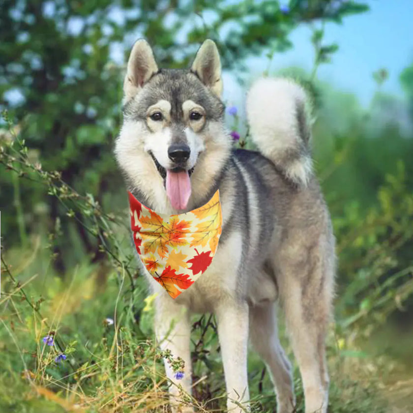 Festive Furry Friend Bandana